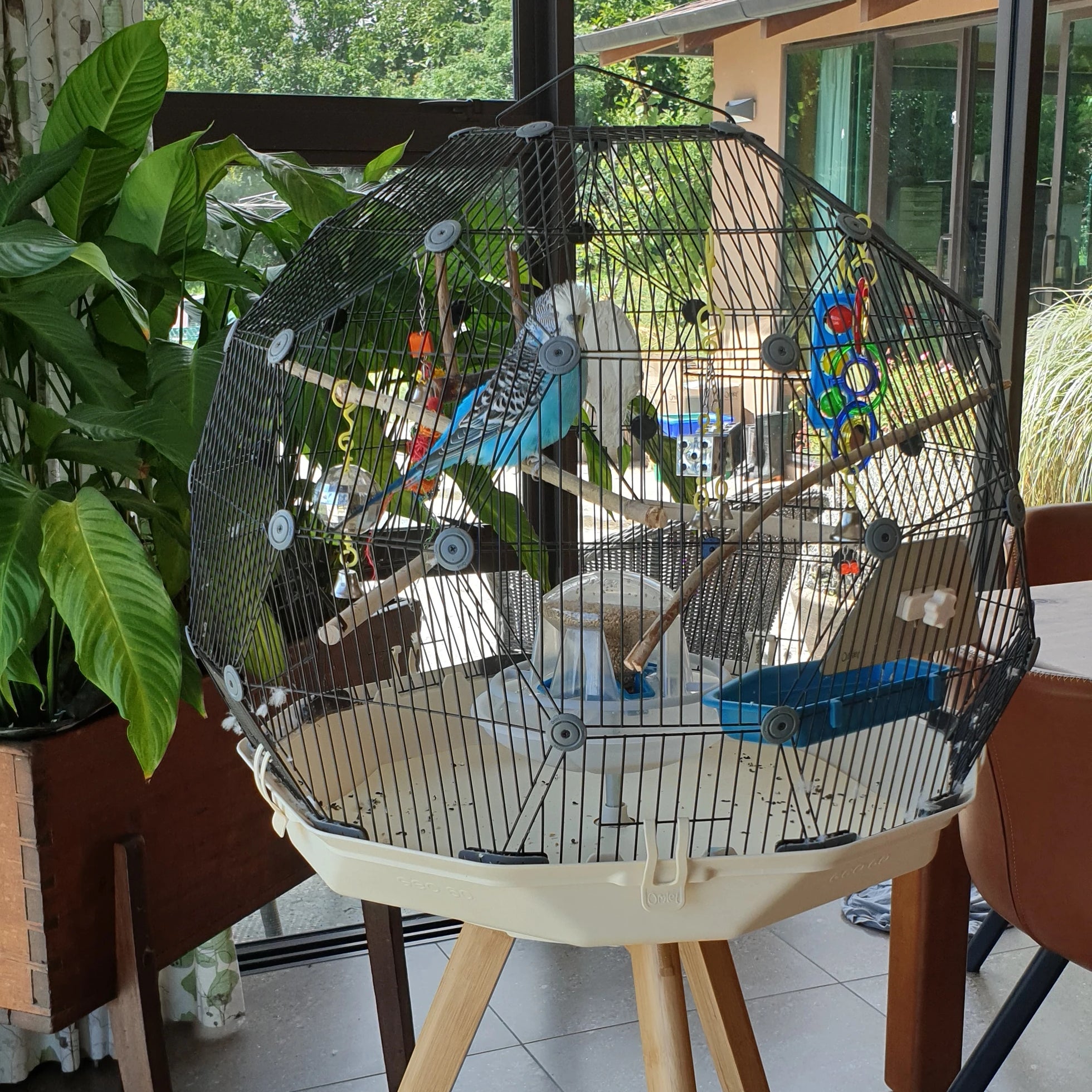 Budgies love to fly, climb, jump, swing and flap, and to explore their environment using both beak and feet