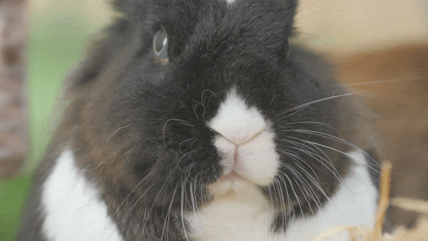 Rabbits will most likely not show any signs of illness or pain before it is really serious