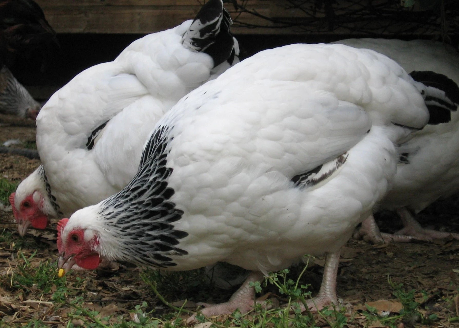 Light Sussex hens look like newly washed hens after moulting
