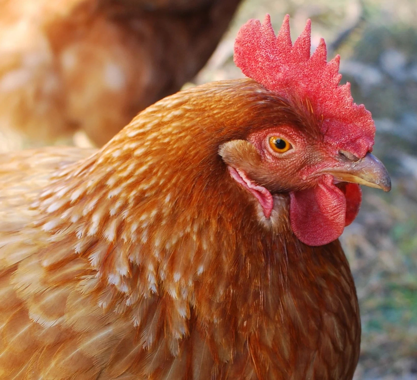 Eleven months continuous production is expected from hybrid pullets hatched in season