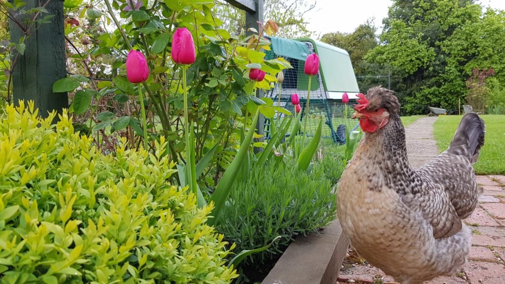 You can take steps to encourage your chickens to lay in the nest boxes and not hidden outside