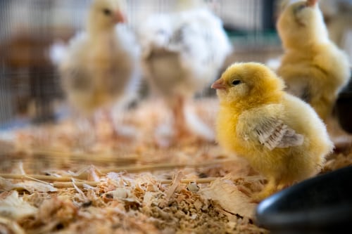 Chicks and young hens are more susceptible to the cold than adult chickens