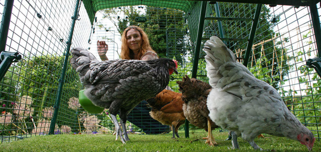 Tips for Merging New with Existing Hens