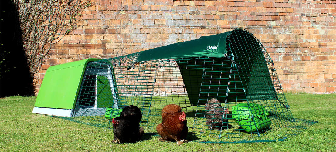 Chickens need space. Overcrowding may cause some to avoid the coop at night