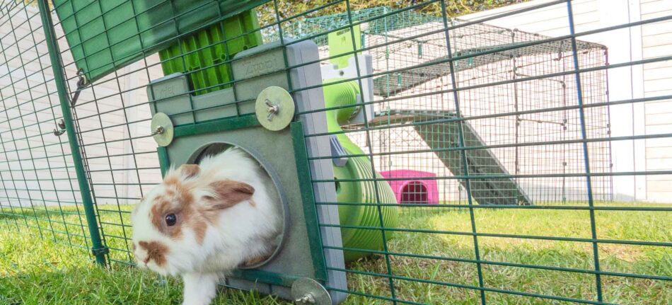 exercise and activity are important for your rabbits mental and physical well-being