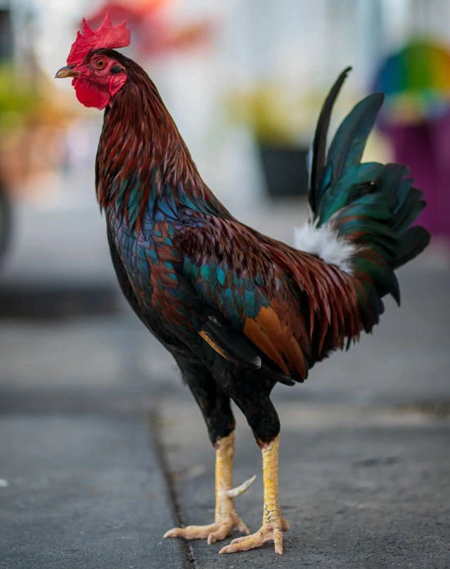 Roosters tend to have thicker, sturdier legs and spurs for fighting