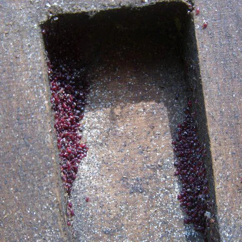 clumps of red mites in the nesting material or in the corners of the nest box or under the rim of the nest box lid