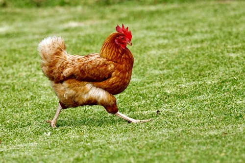 In rare instances a hen takes on the characteristics of a cockerel as a result of complications with her ovaries