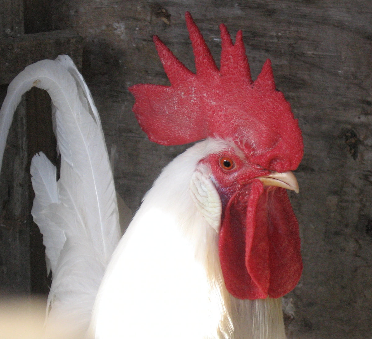 A rooster's wattle and comb are typically larger and brighter in colour than a hen's