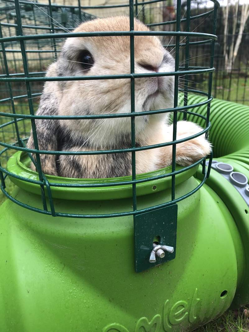 Zippi Tunnel Systems are like warrens for rabbits and appeal to their instincts