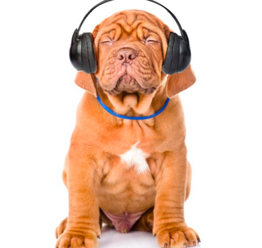 does dog listen to music