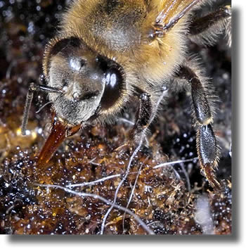 Honeydew being extracted by bee