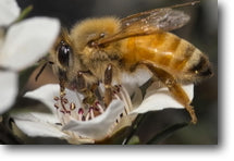 Macro photo of a manuka nectar gatherer 