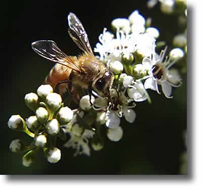 Bee collecting pollen | Airborne Honey