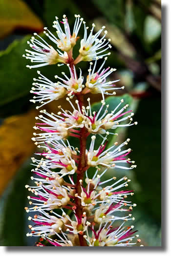 Kamahi Flower Spike