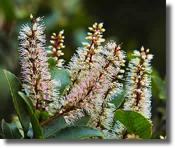 Kamahi Flowers