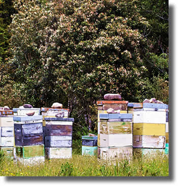 Kamahi Hives