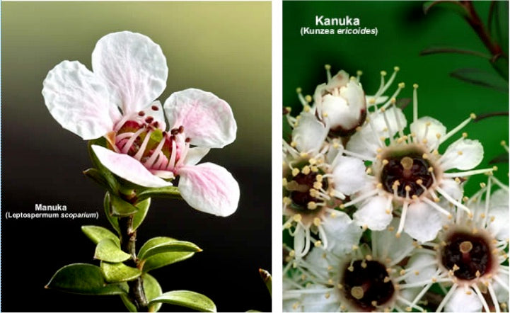 Manuka (Leptospermum scoparium) | Kanuka (Kunzea ericoides) 