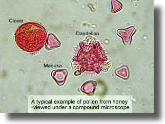 Typical example of pollen from honey - viewed under a compound microscope