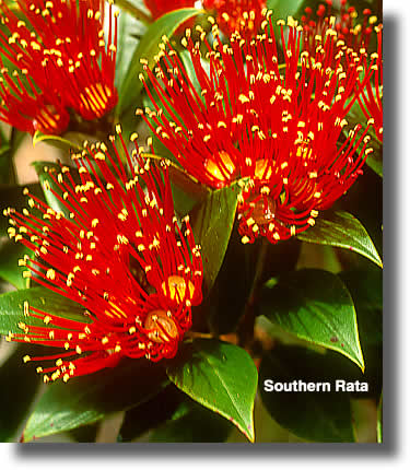 Southern Rata Flowers Close Up | Airborne Honey