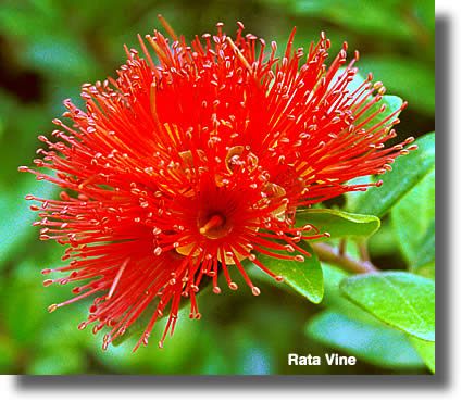Rata Vine Flower | Airborne Honey