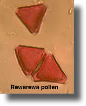 Rewarewa pollen grains