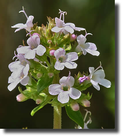 Thyme Flower - Close Up
