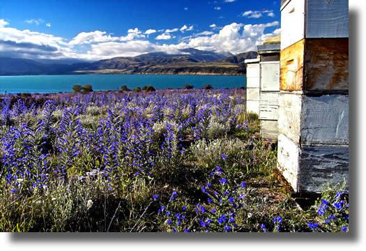 Vipers Bugloss | Airborne Honey