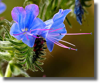 Vipers Bugloss Flower | Airborne Honey