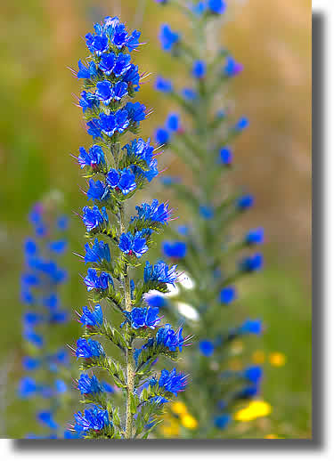 Vipers Bugloss Flowers | Airborne Honey