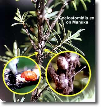 Coelostomidia sp on manuka | Airborne Honey 