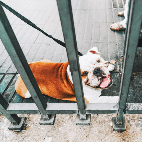 Bulldog laying behind iron fence on leash. 