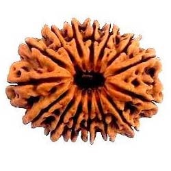 14 mukhi rudraksha 