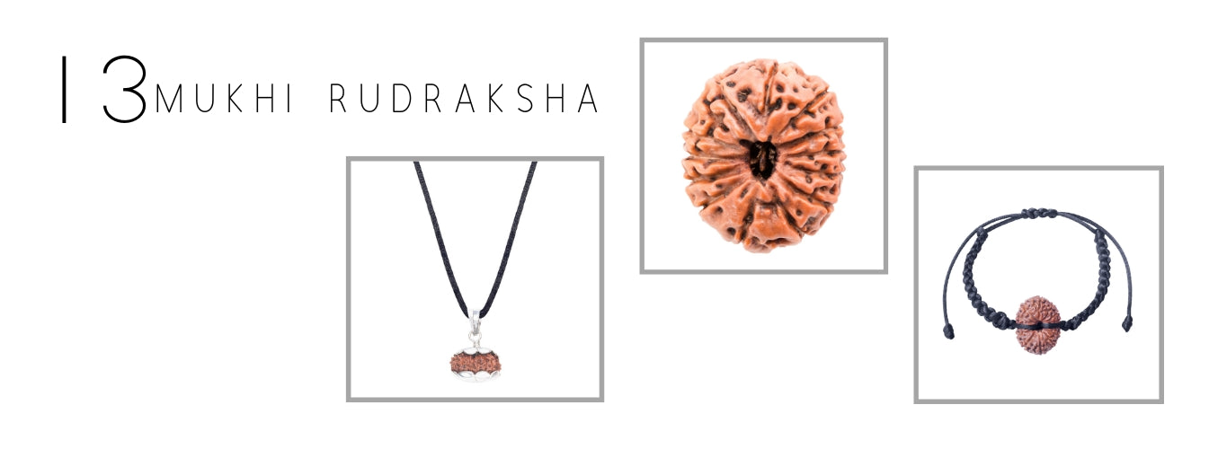 13 Mukhi Rudraksha Products