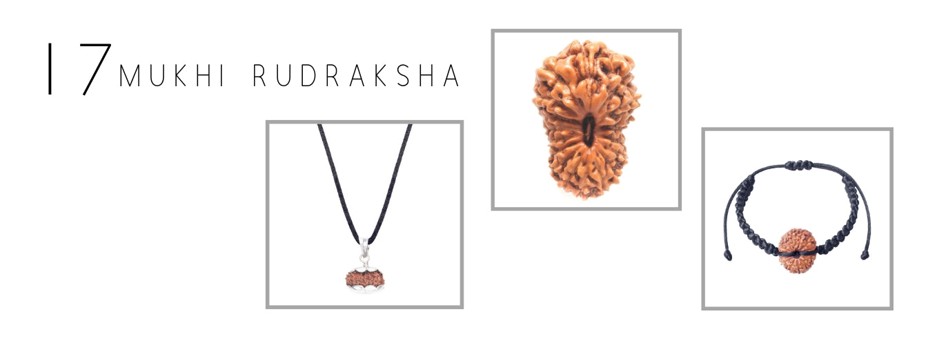 17 Mukhi Rudraksha Products