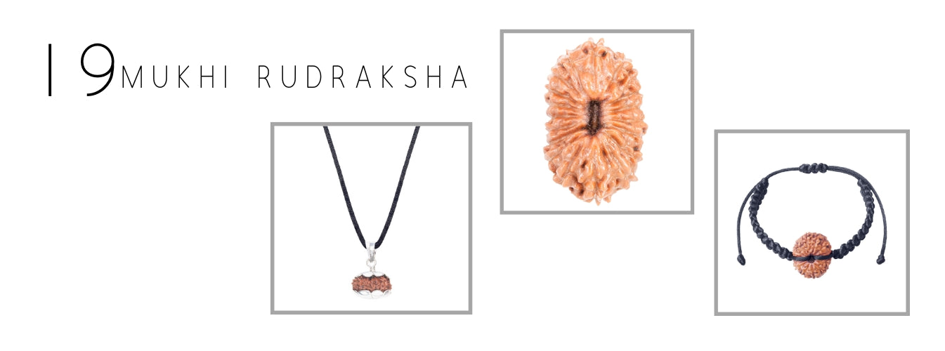 19 Mukhi Rudraksha Products