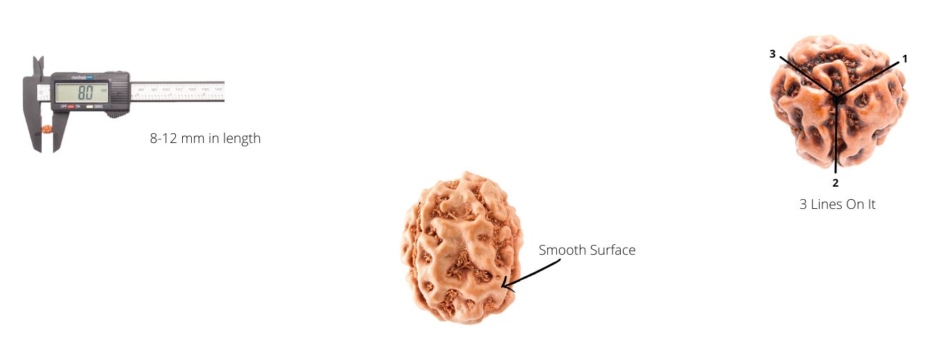 3 Mukhi Rudraksha Bead