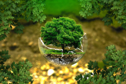 an image of a tree in a broken glass globe