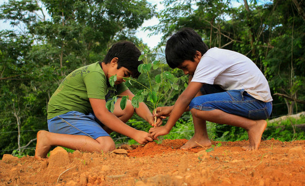 trees for global warming