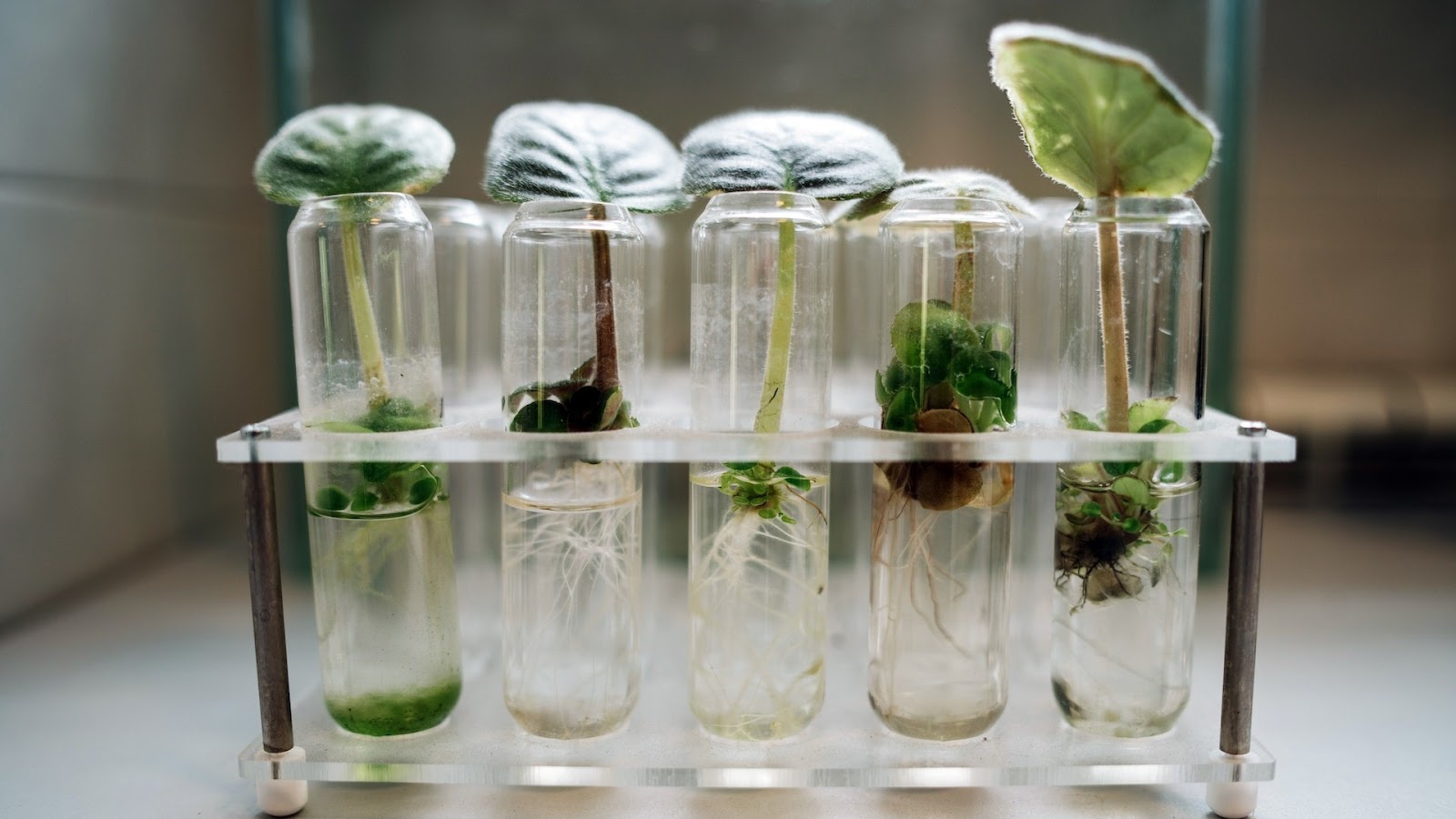 Which Elements of Your Online Store Should You Conduct Tests On? -- five experimental plants contained in separate test tubes