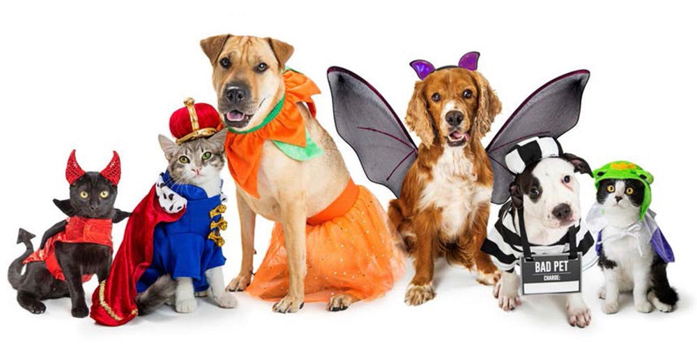 Haunted Pet Costume Contest