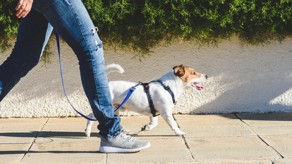 犬の散歩