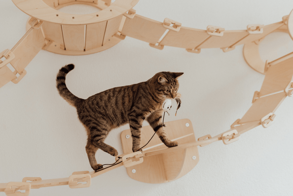 Cat Toys and Accessories Store