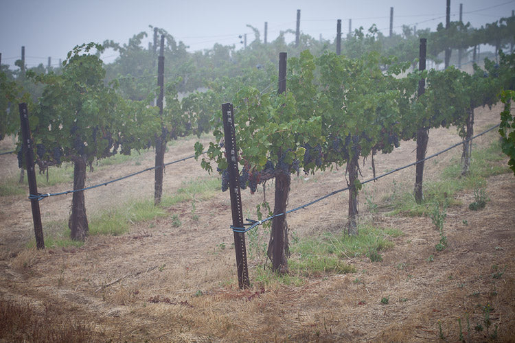 Vines on a foggy morning