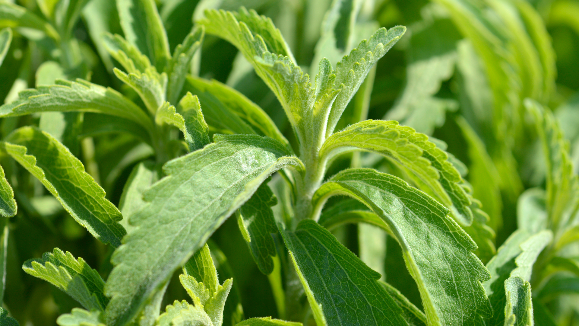 Stevia - SONAMEX