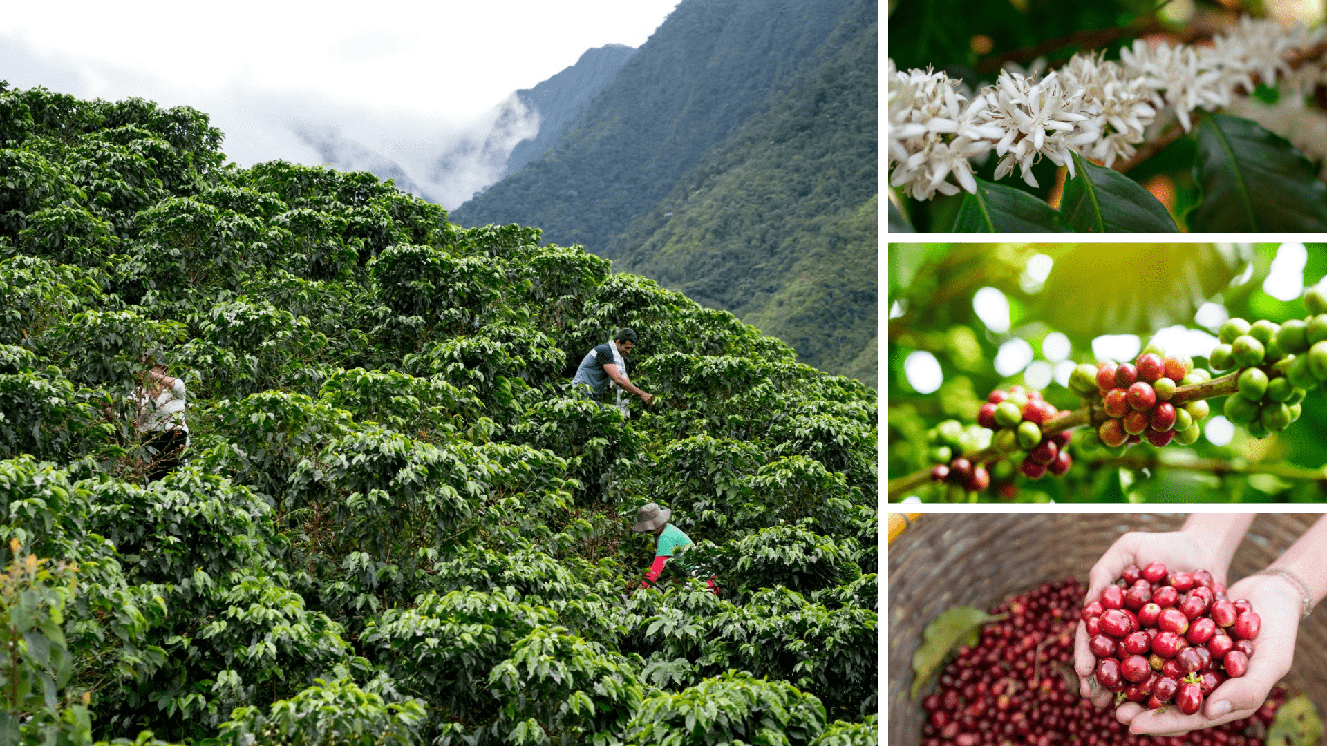 Kaffee online kaufen-Kaffeesorten-Arabica-Robusta