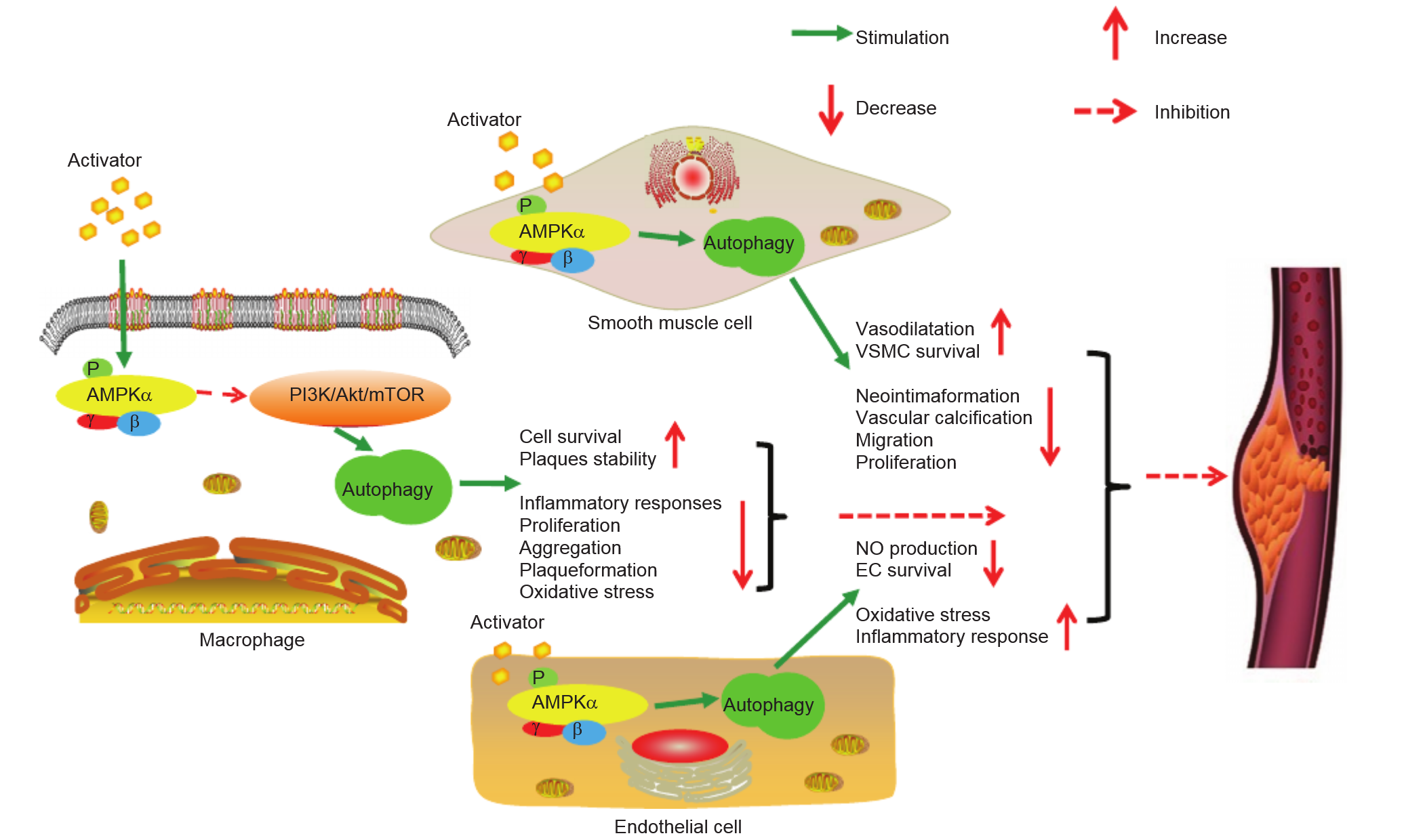 AMPK activation and autophagy in macrophages, ECs and VSMCs