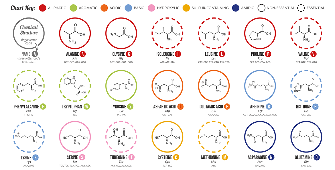 Protein-21-amino-acids