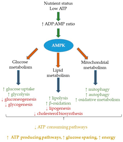 Berbeine AMPK activation