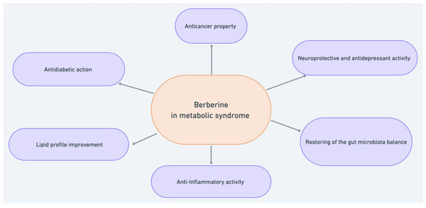 Potential berberine activity against the metabolic syndrome.